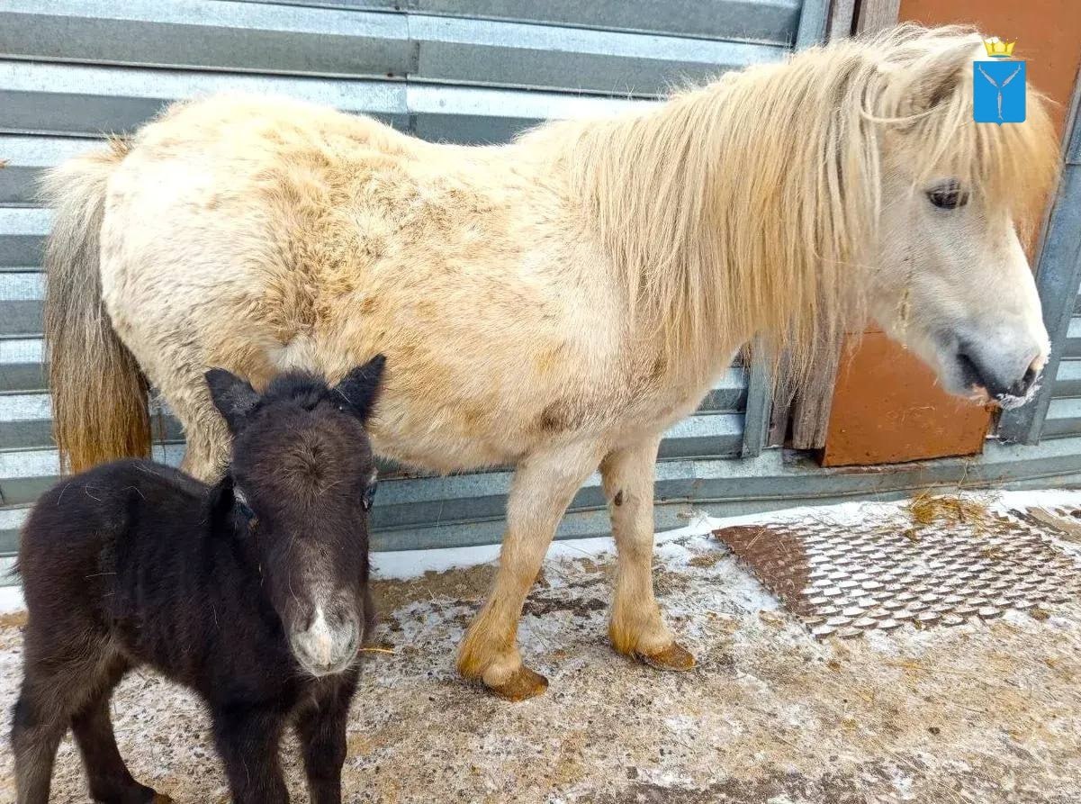 Саратовские ветеринары спасли новорожденного пони с травмой глаза